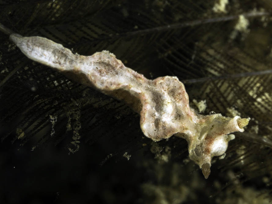 Lomanotus sp. R